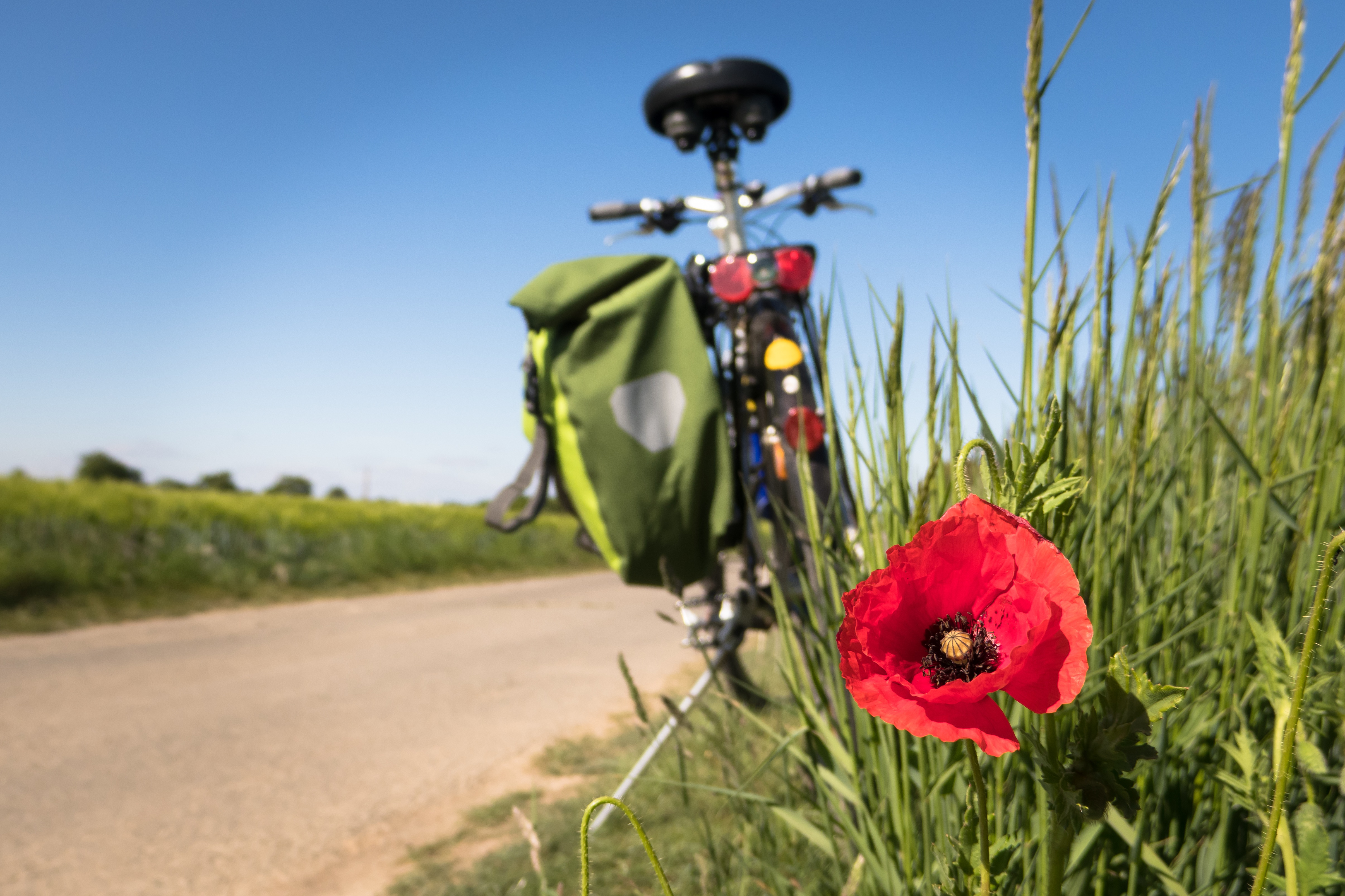 Cykel og rød blomst