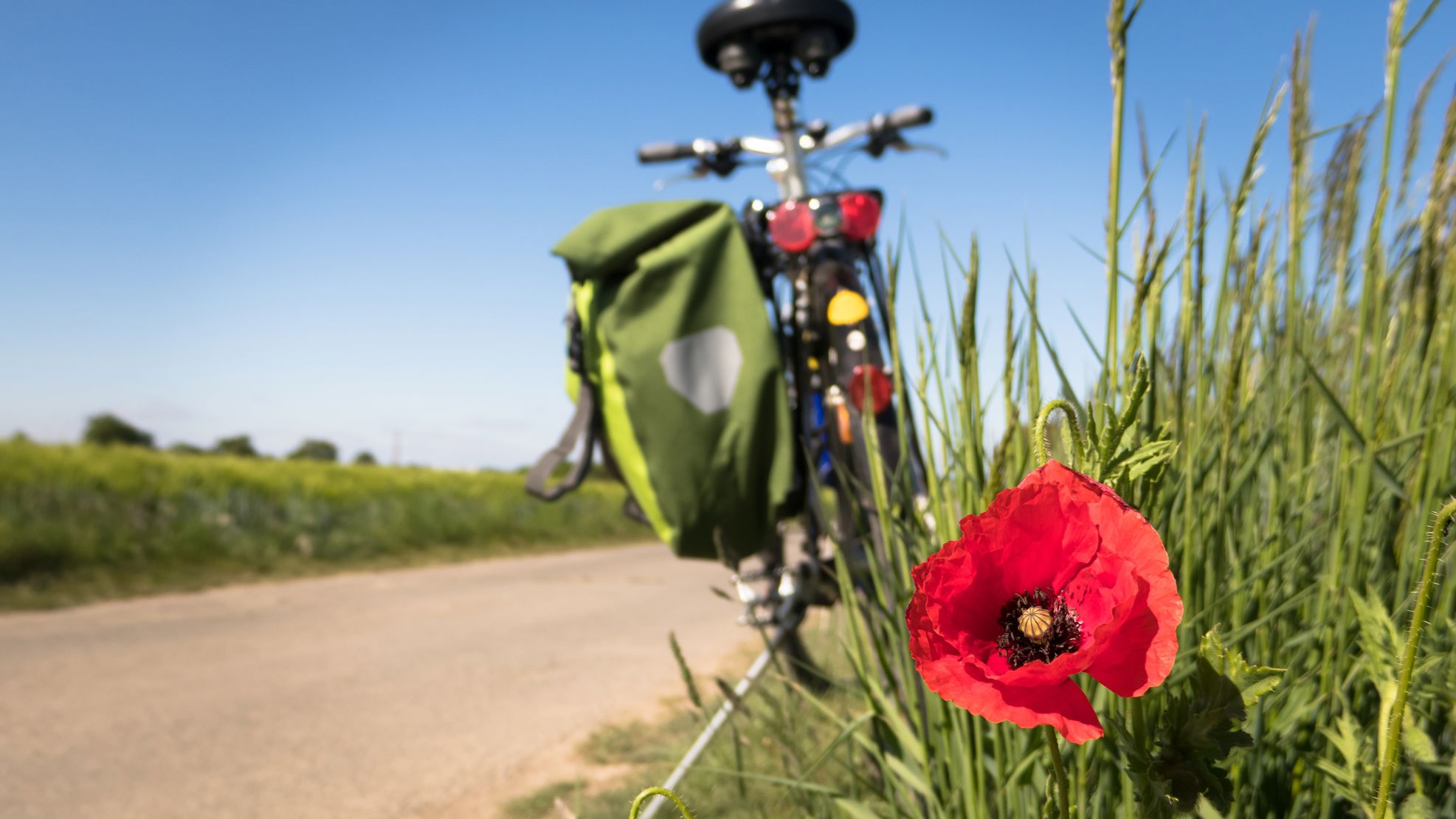 Cykel og rød blomst