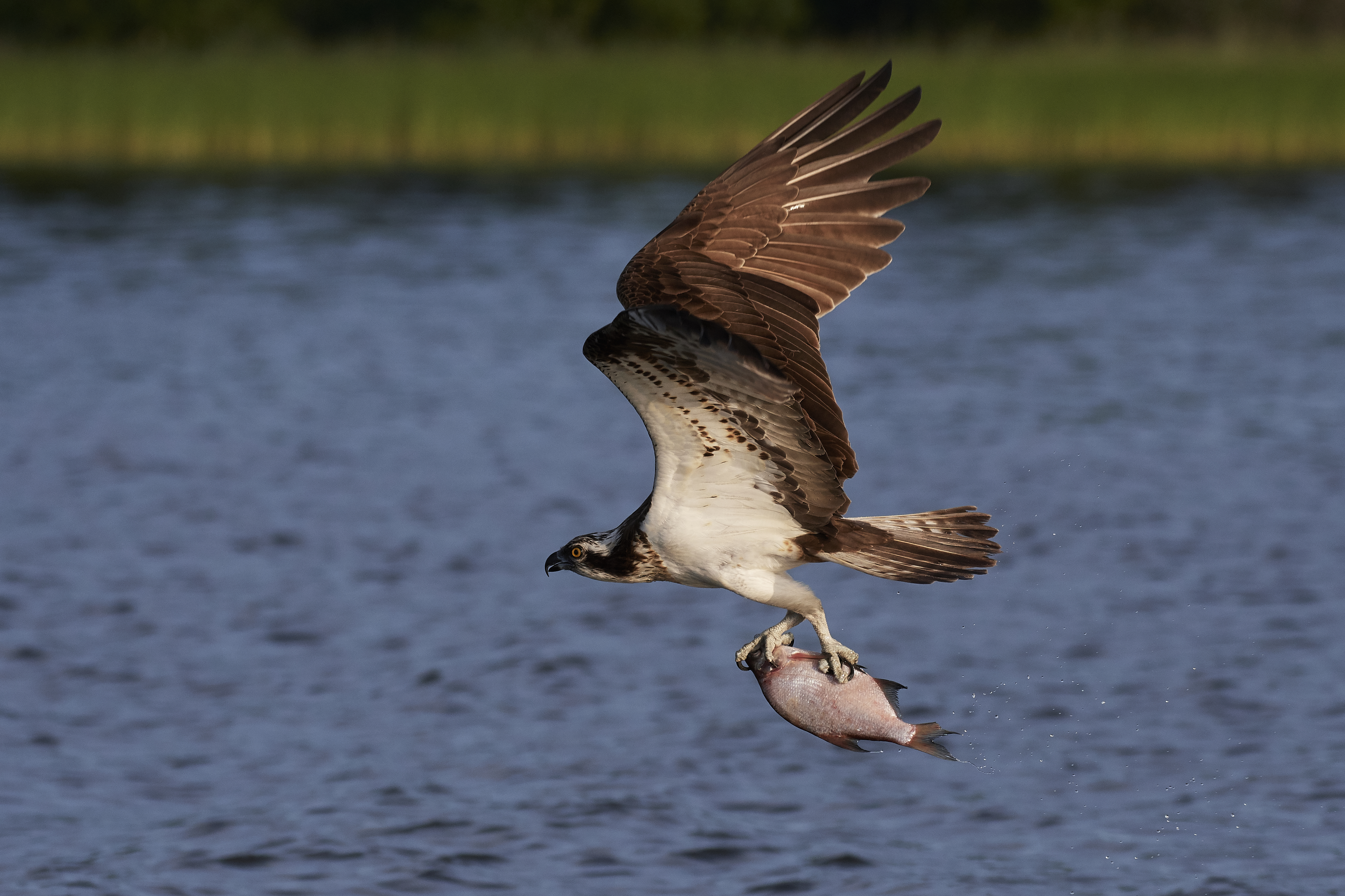 Fiskeørn