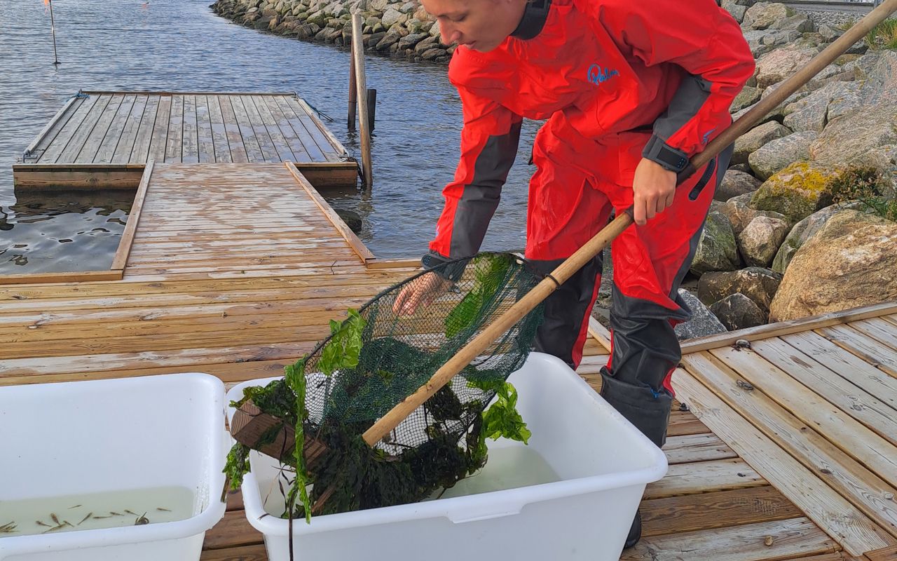 Naturvejleder hælder indhold fra net i balje på bådbro