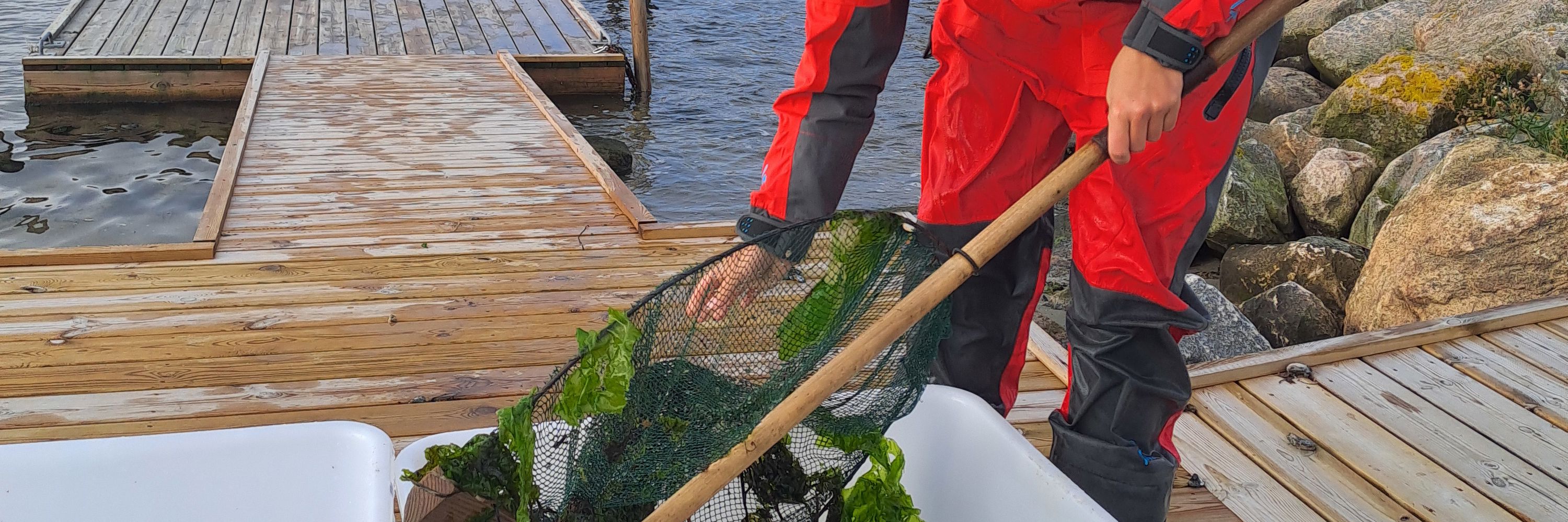 Naturvejleder hælder indhold fra net i balje på bådbro